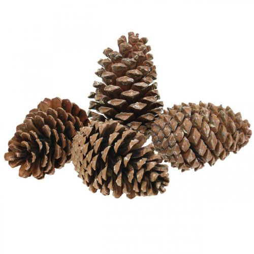 Artículo Conos maritima, floristería de luto, decoración de Adviento, producto natural H12-15cm Ø6,5-10cm 50 piezas