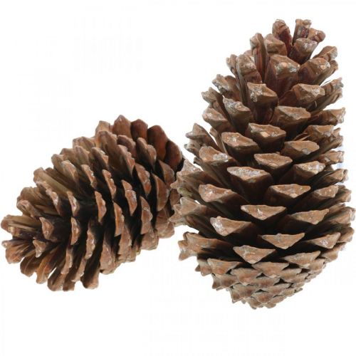 Artículo Conos maritima, floristería de luto, decoración de Adviento, producto natural H12-15cm Ø6,5-10cm 50 piezas