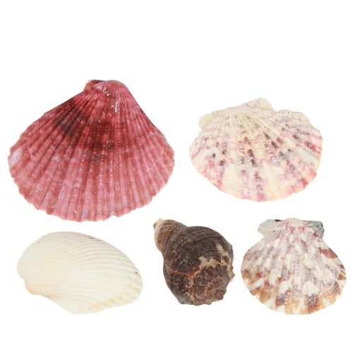 Artículo Conchas decorativas marítimas mezcladas en la red coloridas 3,5-6 cm 300 g × 3 piezas