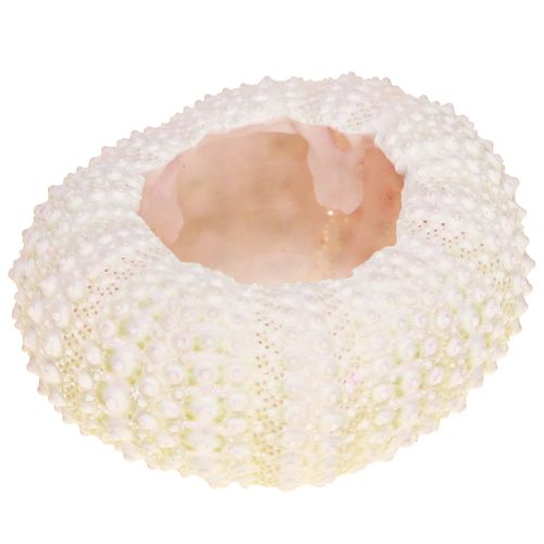 Floristik24 Decoración marítima concha de erizo de mar rosa, blanco decoración dispersa 20 piezas