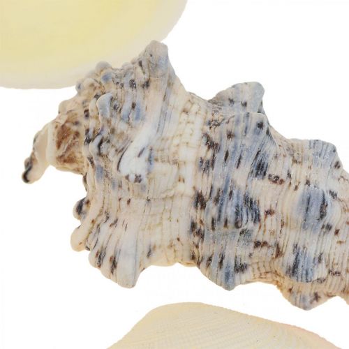 Floristik24 Conchas Decoración Marítima Caracoles Streudeko 600g
