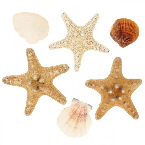 Floristik24 Decoración marítima conchas estrellas de mar material artesanal chispitas