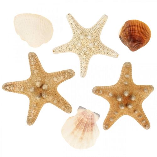 Decoración marítima conchas estrellas de mar material artesanal chispitas