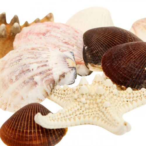 Floristik24 Decoración marítima conchas estrellas de mar material artesanal chispitas