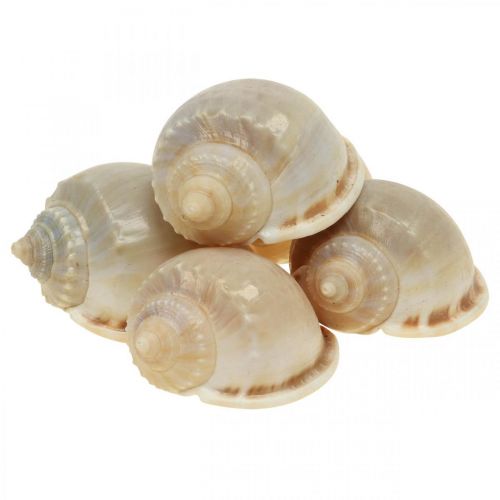 Floristik24 Decoración marítima conchas de caracol caracoles de mar 4–8cm 10 piezas