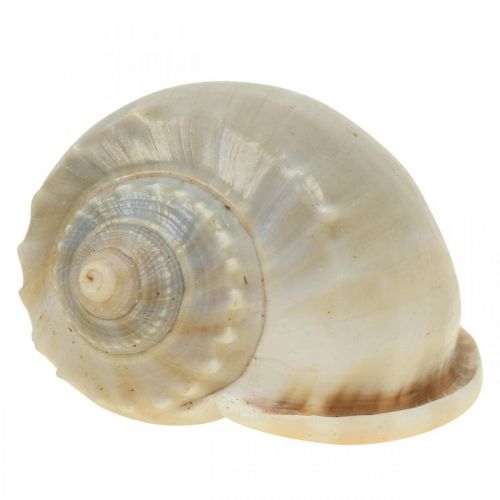 Floristik24 Decoración marítima conchas de caracol caracoles de mar 4–8cm 10 piezas