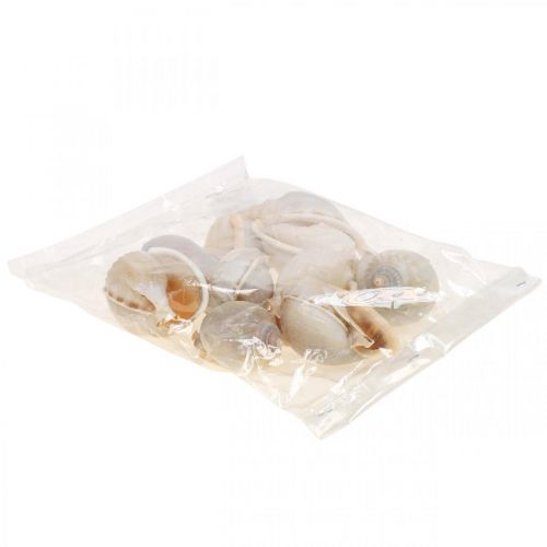 Floristik24 Decoración marítima conchas de caracol caracoles de mar 4–8cm 10 piezas