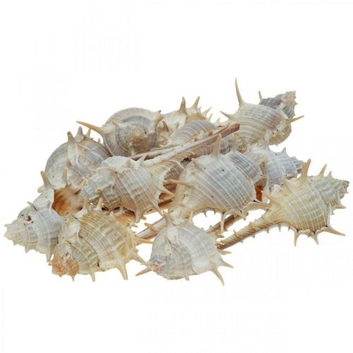 Floristik24 Decoración marítima conchas de caracol caracol espinoso 3-6cm 1kg