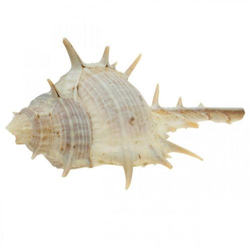 Floristik24 Decoración marítima conchas de caracol caracol espinoso 3-6cm 1kg