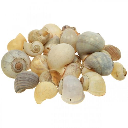 Floristik24 Decoración marítima caracol caracol natural vacío 2-5cm 1kg