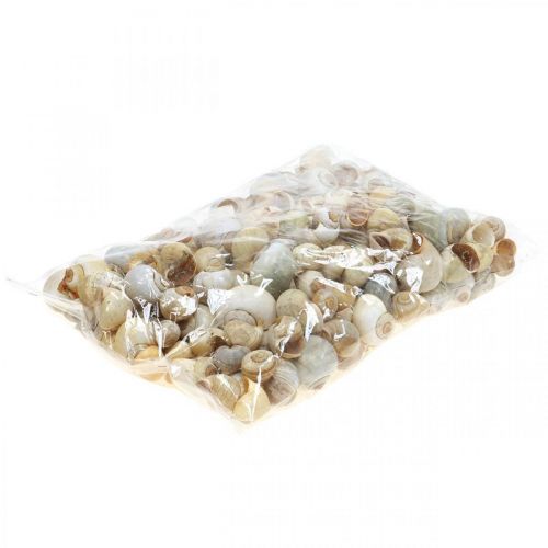 Floristik24 Decoración marítima caracol caracol natural vacío 2-5cm 1kg