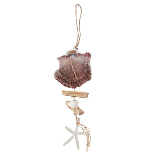 Floristik24 Percha decorativa marítima concha estrella de mar Ø10–12cm 40cm