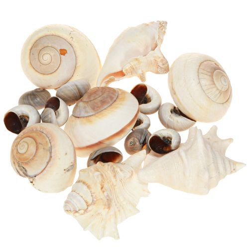 Artículo Concha de caracol marino, natural marítimo, 400g