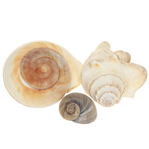 Artículo Concha de caracol marino, natural marítimo, 400g