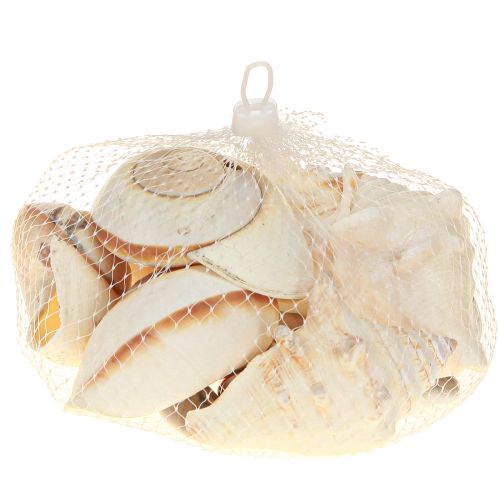 Artículo Concha de caracol marino, natural marítimo, 400g