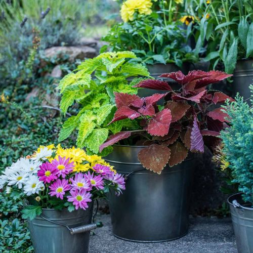 Floristik24 Recipiente de metal, cubo de plantas, decoración de metal Ø27cm H25cm
