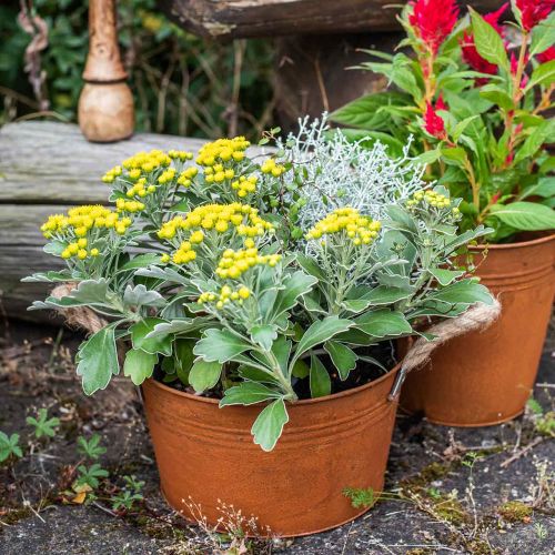 Floristik24 Maceta de metal con asas de cuerda, cuenco para plantas, otoño, pátina Ø22cm H12cm