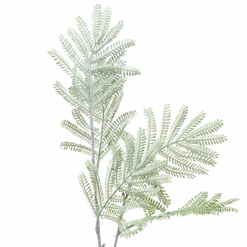 Floristik24 Rama decorativa mimosa verde efecto escarcha 63cm