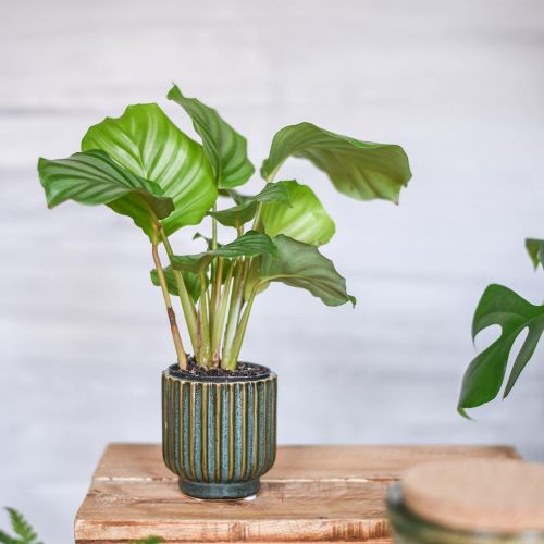 Floristik24 Mini maceta, jardinera de cerámica, jardinera ondulada verde, marrón Ø8cm H8.5cm