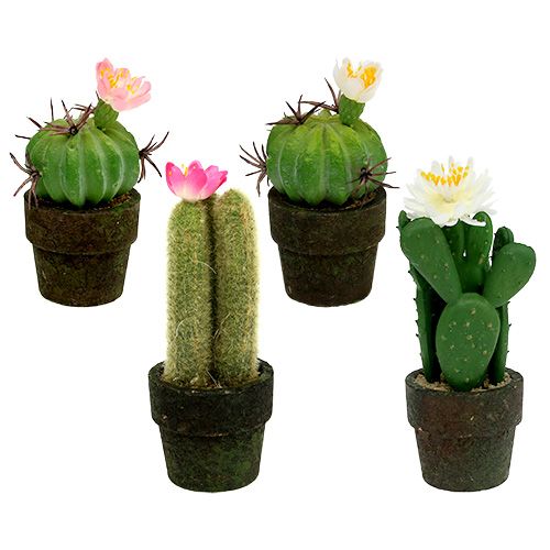 Floristik24 Mini cactus con flores H9-12cm 4pcs