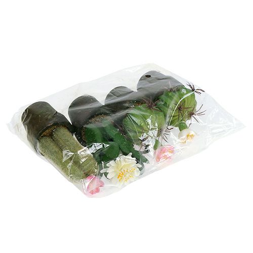 Floristik24 Mini cactus con flores H9-12cm 4pcs