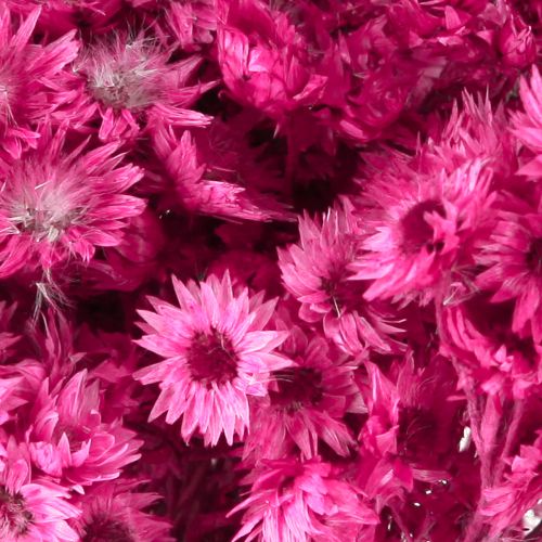 Artículo Mini Flor de Paja Rosa Flor Seca Flor de Roca H20cm 15g