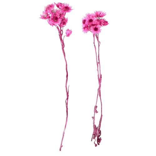 Artículo Mini Flor de Paja Rosa Flor Seca Flor de Roca H20cm 15g
