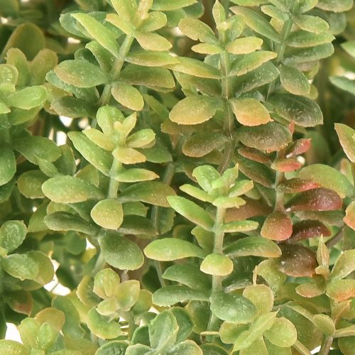 Artículo Mini planta suculenta artificial verde con tallo H23cm