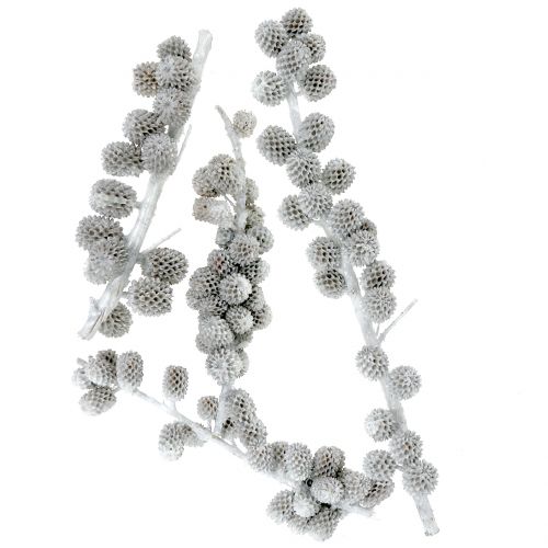 Floristik24 Conos de Kasuarina en la rama blanco-gris encerado 250g