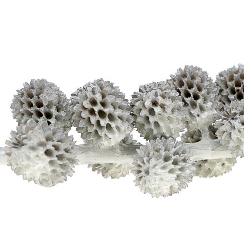 Floristik24 Conos de Kasuarina en la rama blanco-gris encerado 250g