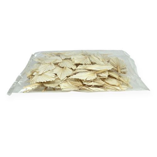 Floristik24 Lanza de palma mini short blanqueado 50 uds.