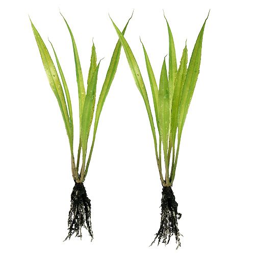 Floristik24 Mini hierba con raíces 18cm verde 6pcs