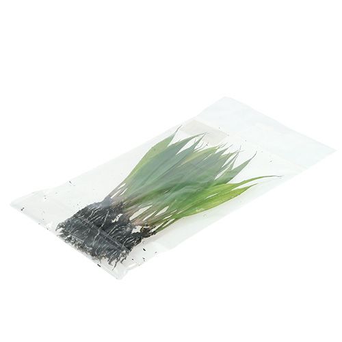 Floristik24 Mini hierba con raíces 18cm verde 6pcs