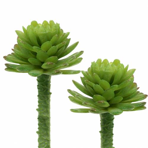 Floristik24 Mini - suculenta 6.5cm 6pcs
