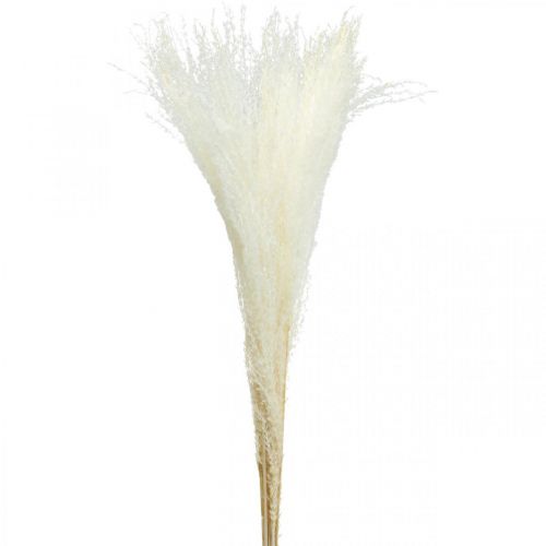 Floristik24 Hierba pluma deco hierba seca blanqueada Miscanthus 75cm 10pcs
