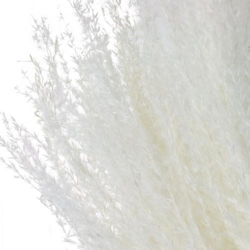 Floristik24 Decoración de pasto de plumas pasto seco blanqueado Miscanthus 75cm 10uds
