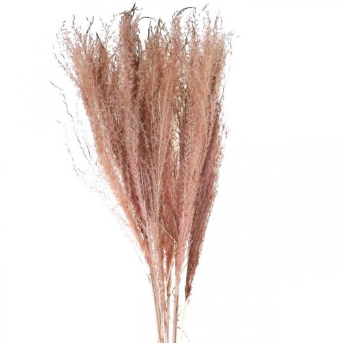 Artículo Hierba seca larga rosa pluma hierba deco Miscanthus 75cm 10pcs
