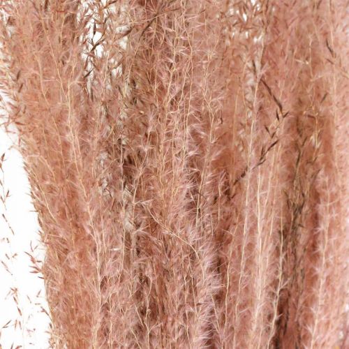 Artículo Hierba seca hierba larga de plumas rosa decorativa Miscanthus 75cm 10uds