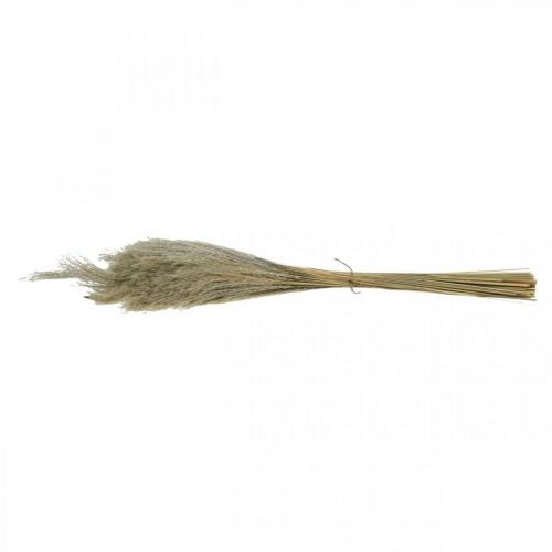 Artículo Hierba seca Miscanthus 55-75cm hierba de plumas natural 100uds