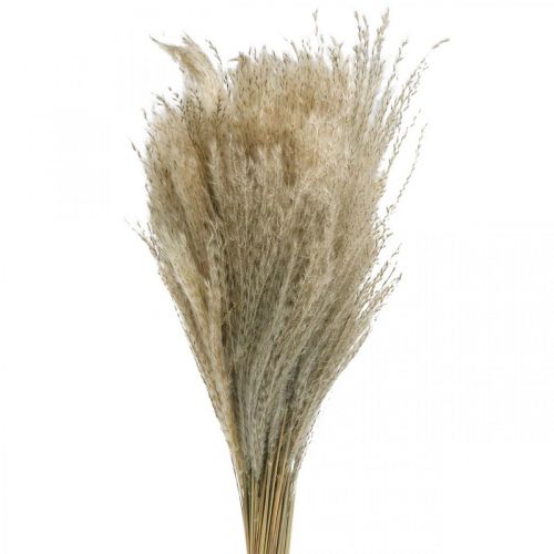 Artículo Hierba seca Miscanthus 55-75cm hierba de plumas natural 100uds