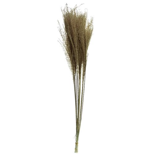 Artículo Miscanthus caña china hierba seca decoración seca 75cm 10uds