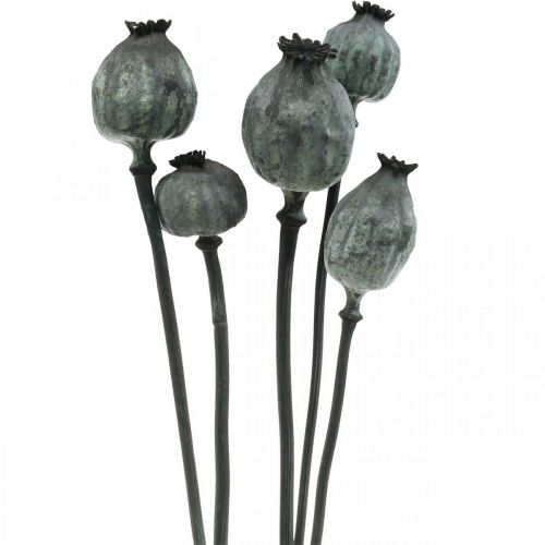 Artículo Cápsulas de semillas de amapola decoración de semillas de amapola de floristería seca de color negro 50-60cm 5 piezas