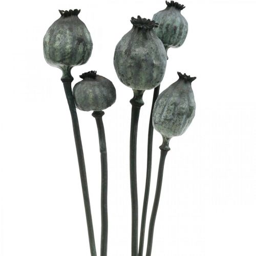 Floristik24 Cápsulas de amapola color negro floristería seca decoración amapola 50-60cm 5uds