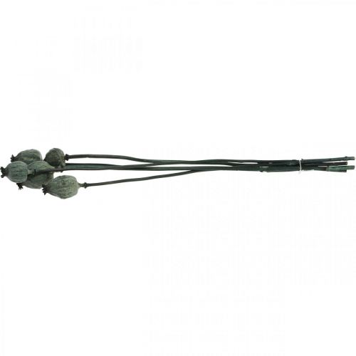 Artículo Cápsulas de amapola color negro floristería seca decoración amapola 50-60cm 5uds