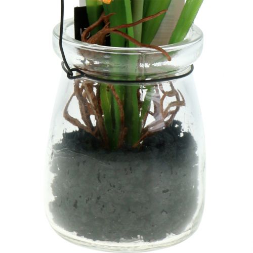 Floristik24 Semillas de amapola naranjas en un vaso A22cm