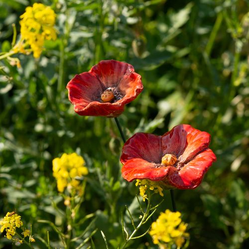 Artículo Estacas decorativas de jardín de amapola, elemento decorativo perfecto para tu jardín, 42 cm, 4 piezas