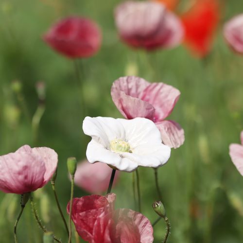 Artículo Estaca de amapola, flor de cerámica, cuidadosamente detallada, para elegantes acentos de jardín, 42 cm, 4 piezas