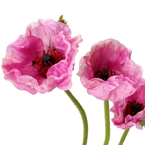 Artículo Amapolas rosa 59cm - 75cm 3 piezas