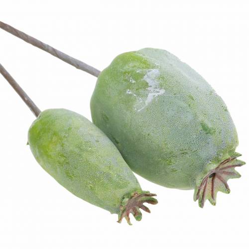 Floristik24 Cápsulas de amapola artificial verde 26cm/28cm 6uds