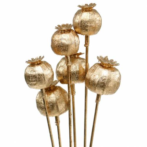 Floristik24 Cápsula de semillas de amapola en palo dorado 59cm 6pcs